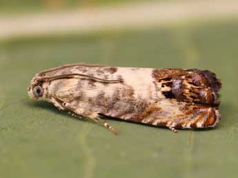 Pammene fasciana L. adulte - �Lionel Taurand