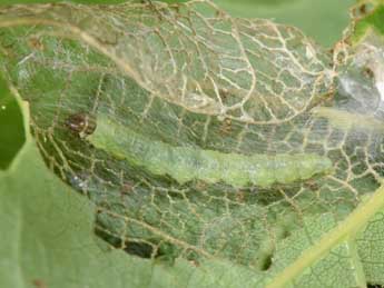  Chenille de Acleris ferrugana D. & S. - �Philippe Mothiron
