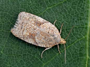 Acleris ferrugana D. & S. adulte - �Patrick Clement