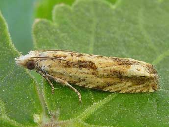 Eucosma fervidana Z. adulte - �Heidrun Melzer