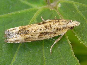 Eucosma fervidana Z. adulte - �Heidrun Melzer