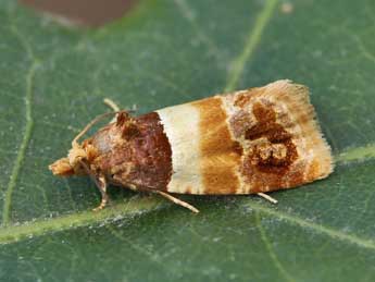 Epinotia festivana Hb. adulte - �Lionel Taurand