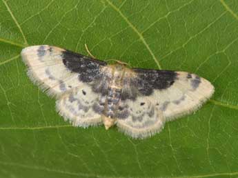 Idaea filicata Hb. adulte - �Philippe Mothiron