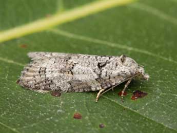 Eana filipjevi R�al adulte - �Lionel Taurand