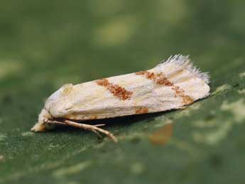 Aethes flagellana Dup. adulte - �Lionel Taurand