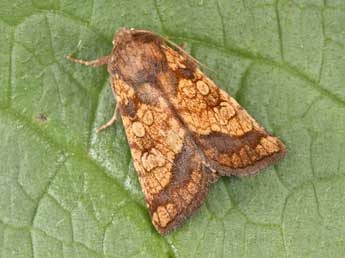 Gortyna flavago D. & S. adulte - �Philippe Mothiron