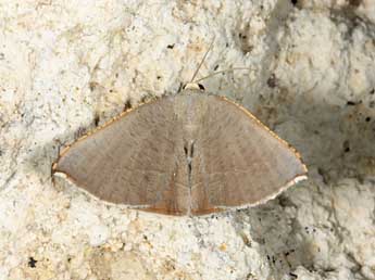 Plesiomorpha flaviceps Butler adulte - �Jean Haxaire