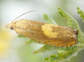 Dichrorampha flavidorsana Knaggs adulte - �Friedmar Graf