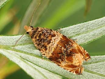 Celypha flavipalpana H.-S. adulte - �Friedmar Graf