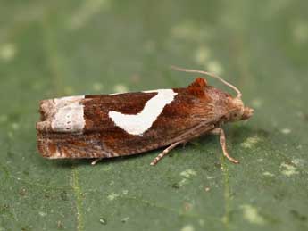 Epiblema foenella L. adulte - �Lionel Taurand