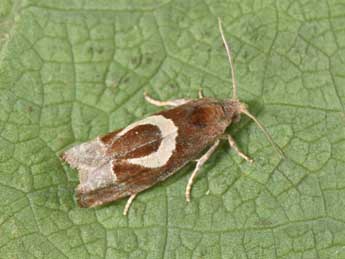 Epiblema foenella L. adulte - �Philippe Mothiron