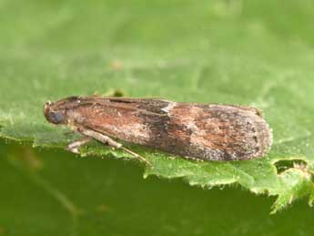 Rhodophaea formosa Hw. adulte - �Philippe Mothiron