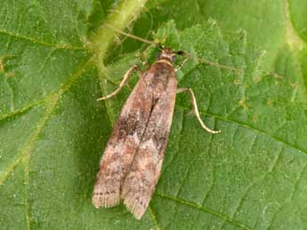 Rhodophaea formosa Hw. adulte - �Philippe Mothiron