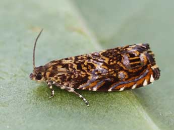 Enarmonia formosana Scop. adulte - �Lionel Taurand