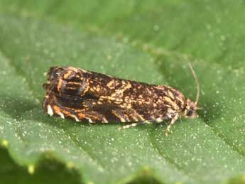 Enarmonia formosana Scop. adulte - �Philippe Mothiron