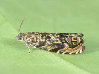 Enarmonia formosana Scop. adulte - �Philippe Mothiron