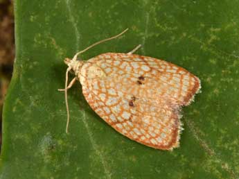 Acleris forsskaleana L. adulte - �Philippe Mothiron