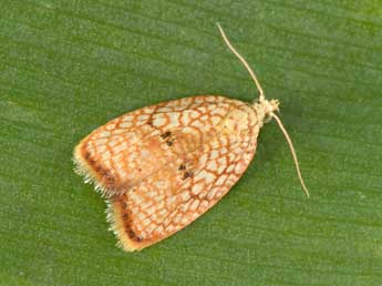 Acleris forsskaleana L. adulte - �Philippe Mothiron