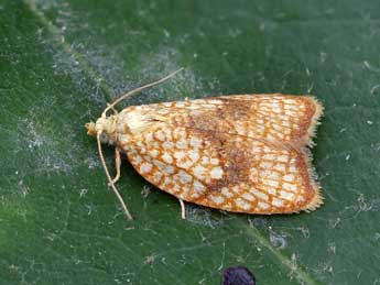 Acleris forsskaleana L. adulte - �Lionel Taurand