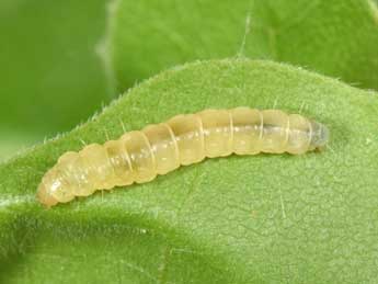  Chenille de Acleris forsskaleana L. - �Philippe Mothiron