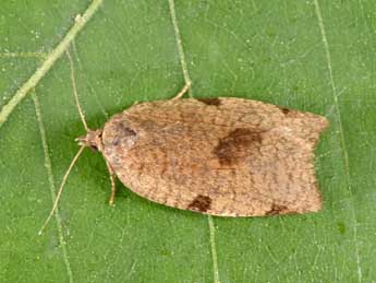 Lozotaenia forsterana F. adulte - �Philippe Mothiron