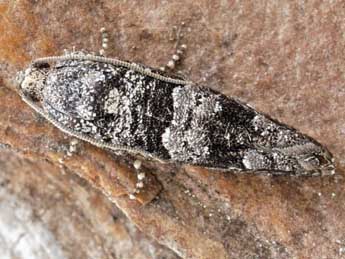 Pseudococcyx friedmariana Larsen adulte - �Friedmar Graf