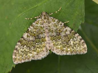 Euphyia frustata Tr. adulte - �Philippe Mothiron