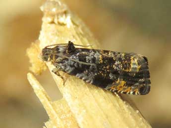 Pristerognatha fuligana D. & S. adulte - �Ruben Meert