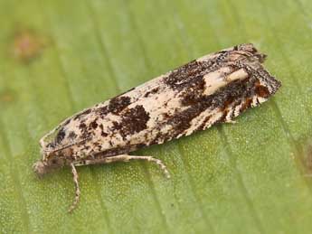 Pelochrista fulvostrigana Const. adulte - �Lionel Taurand