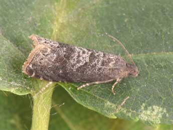 Grapholita funebrana Tr. adulte - �Philippe Mothiron