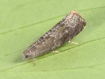 Grapholita funebrana Tr. adulte - �Philippe Mothiron