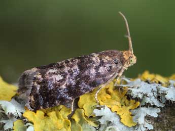 Pammene gallicana Gn. adulte - �Patrick Clement