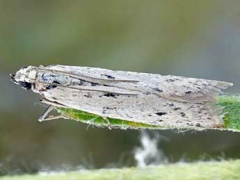 Phycitodes gallicella Lrt adulte - �Friedmar Graf