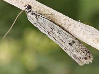 Phycitodes gallicella Lrt adulte - �Friedmar Graf