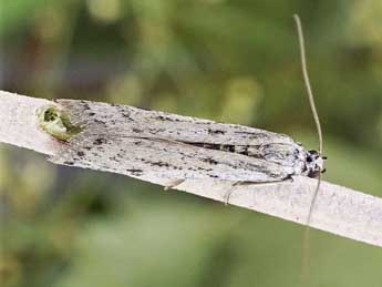 Phycitodes gallicella Lrt adulte - �Friedmar Graf