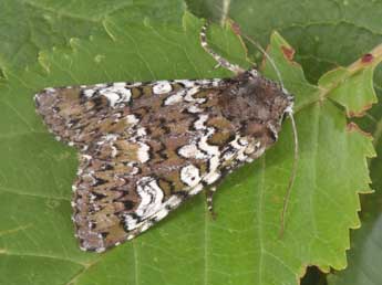 Crypsedra gemmea Tr. adulte - �Philippe Mothiron