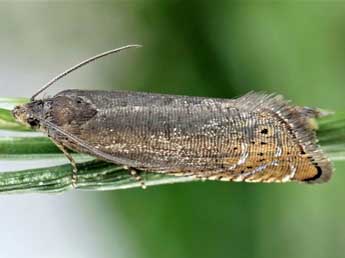 ©Friedmar Graf. Grapholita gemmiferana Tr.