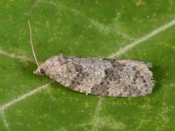 Cnephasia genitalana Pierce & Metc. adulte - �Philippe Mothiron