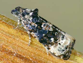 Endothenia gentianaeana Hb. adulte - �Patrick Clement