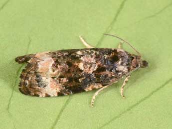 Endothenia gentianaeana Hb. adulte - �Philippe Mothiron