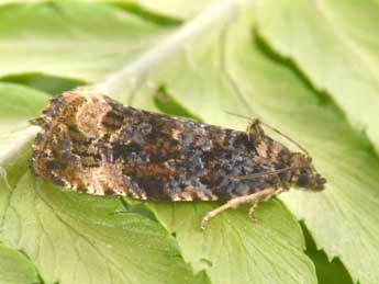 Endothenia gentianaeana Hb. adulte - �Philippe Mothiron