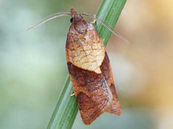 Philedone gerningana D. & S. adulte - �Friedmar Graf