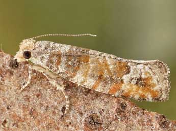 Clavigesta gerti Larsen adulte - �Friedmar Graf