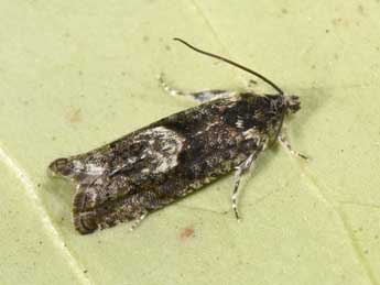 Pammene giganteana H. Peyer. adulte - �Philippe Mothiron