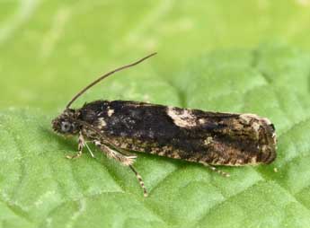 Pammene giganteana H. Peyer. adulte - �Philippe Mothiron