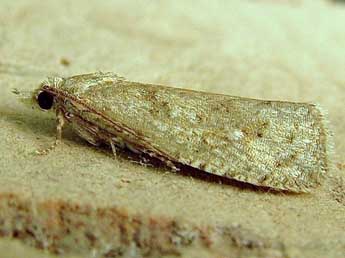 Epiblema grandaevana Lienig adulte - �Friedmar Graf