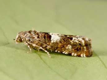 Epiblema graphana Tr. adulte - �Philippe Mothiron