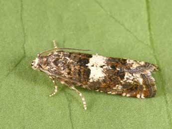 Epiblema graphana Tr. adulte - �Philippe Mothiron