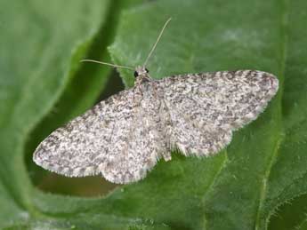 Eupithecia graphata Tr. adulte - �Philippe Mothiron