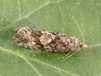 Zeiraphera griseana Hb. adulte - �Philippe Mothiron